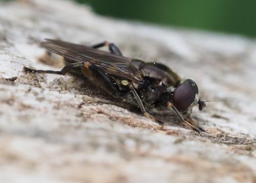 Chalcosyrphus nemorum